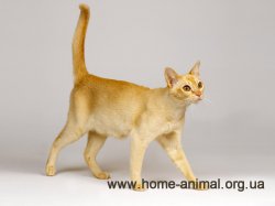 1444317846_ceylon_cat.jpg