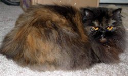 1410384084_tortishell_persian_cat.jpg