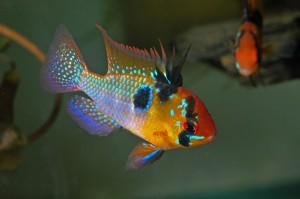 MaleRam_4web-300x199.jpg