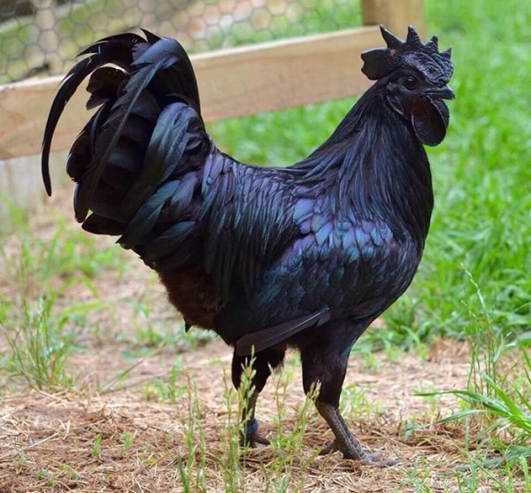 pet1.jpg