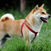 1396886137_akita-inu(1).jpg