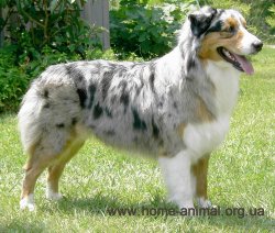 1396347608_australian-shepherd-dog.jpg