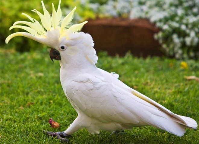 foto12_popugay_kakadu_zheltohohlyy.jpg