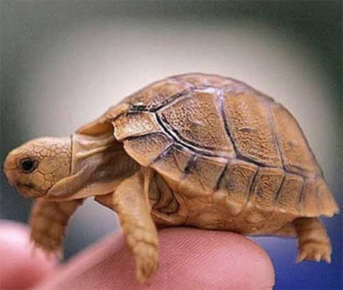 testudo.jpg
