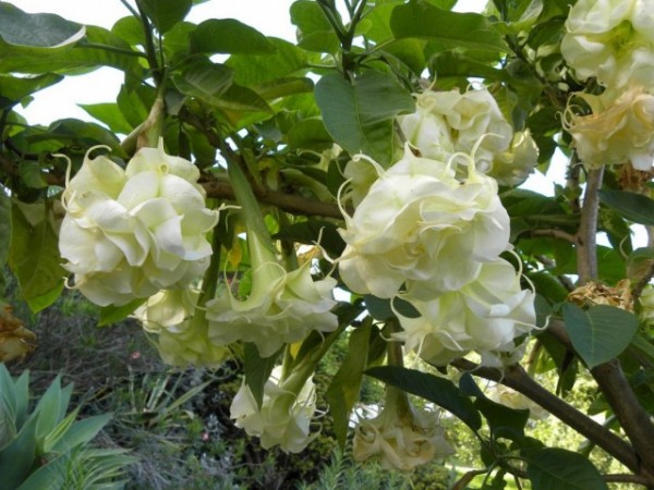 brugmansia-4-640x480.jpg