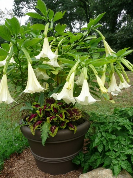 brugmansia-5-640x853.jpg