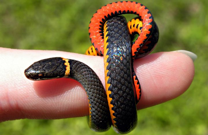 snake-238916.jpg
