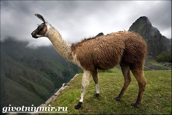 lama-sreda-obitaniya-i-osobennosti-lamy.jpg