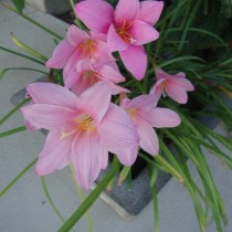 Zephyranthes-minuta-210x210.jpg