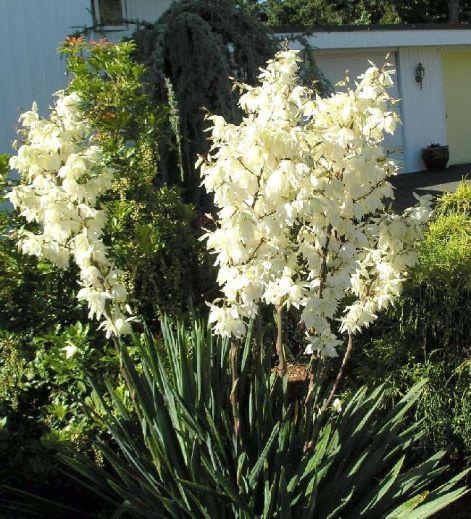 yucca2.jpg