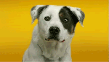 собака улыбается.gif