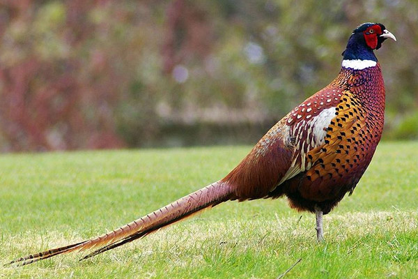 fazan_oh_600.jpg