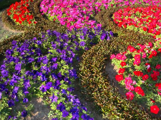 flowers3.jpg