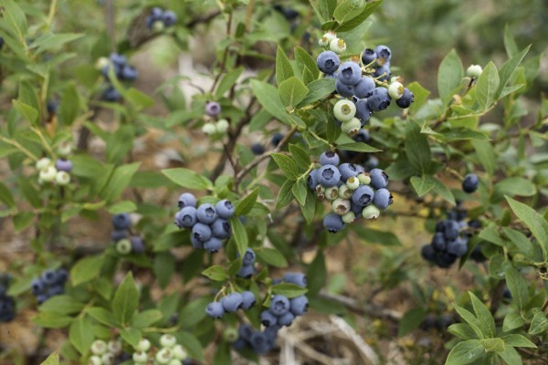 image (1).jpg