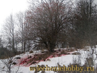 uvlecheniehobby.com.природа12.jpg