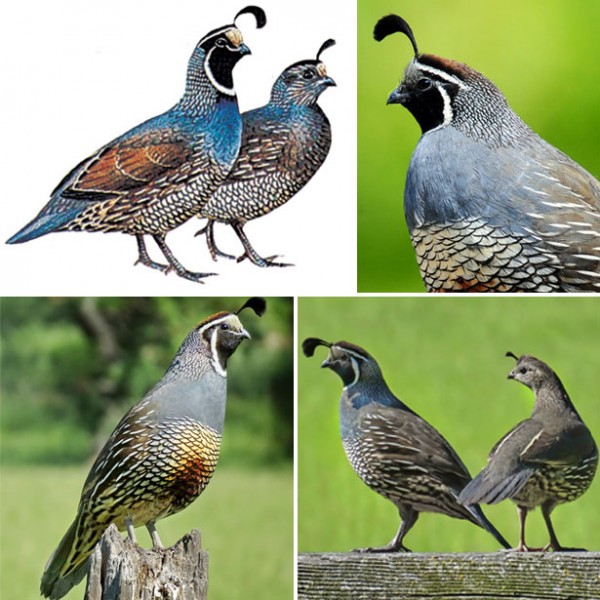 perepela-kalifornijskie-khokhlatye.jpg