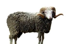 rambule.jpg