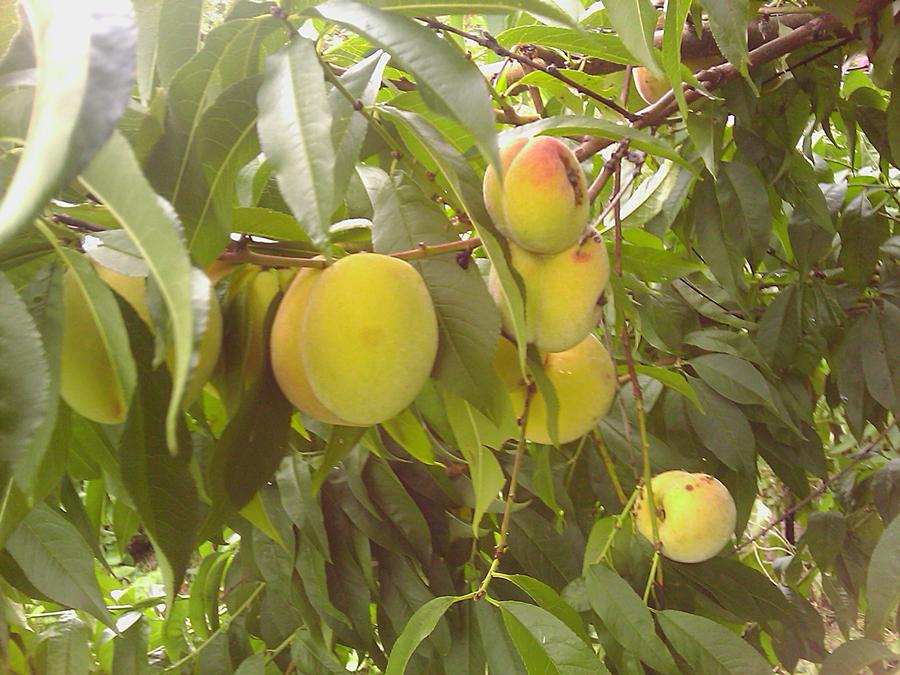 IMAG0035.jpg