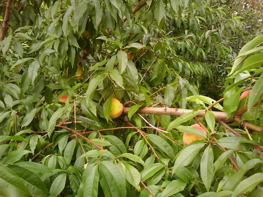 IMAG0037.jpg