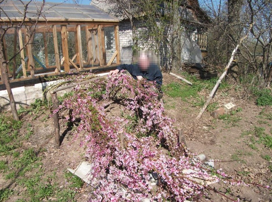 персик.uvlecheniehobby.com.jpg