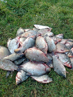 Рыбалка октябрь 2011 009.jpg