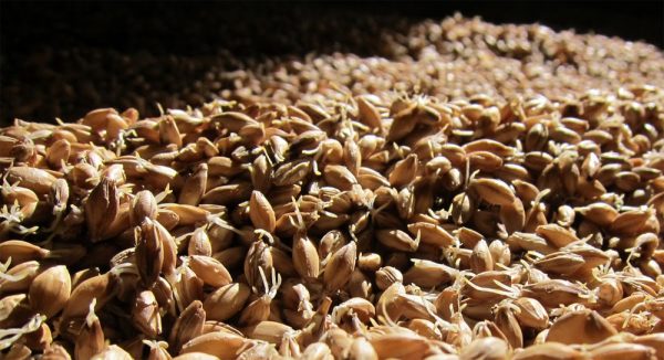 solod-yachmennij-e1484642061830.jpg