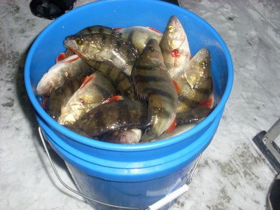 окунки.jpg