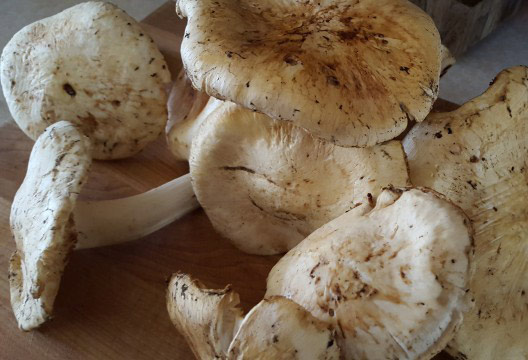 Is_it_possible_to_brew_beer_with_mushrooms2.jpg