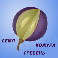 grape.jpg