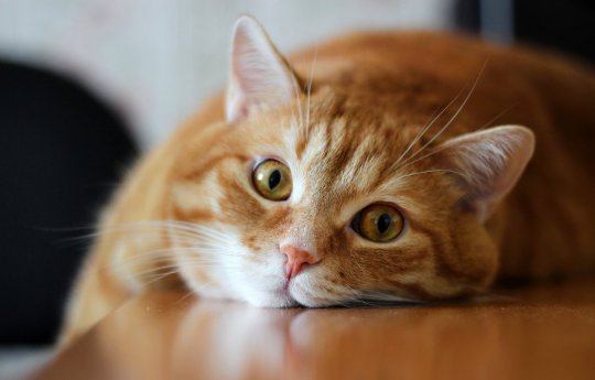 кот.jpg
